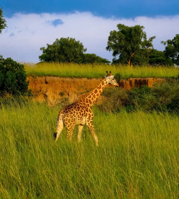 Africa